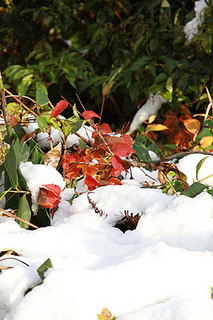 snow2995.jpg