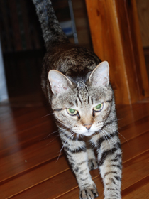 cat0049n.jpg