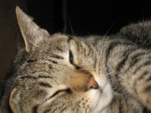 cat0382.jpg