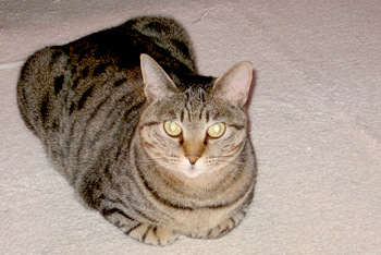 cat041.jpg