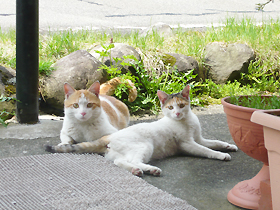 cat1000265.jpg