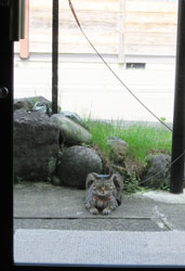 cat1128.jpg