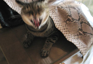 cat1310.jpg