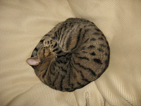 cat1877.jpg