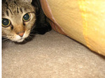 cat2259.jpg