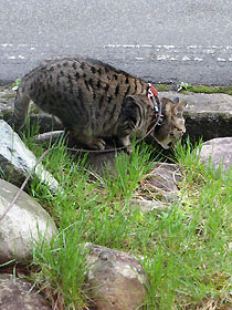 cat2704.jpg