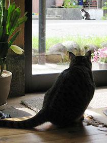 cat2917.jpg