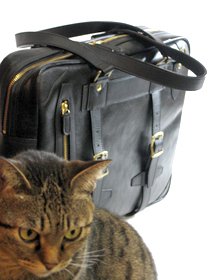 cat3977.jpg