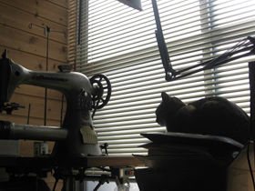 cat4492.jpg