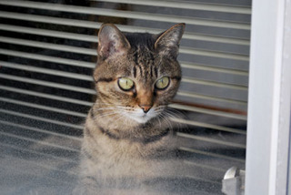 cat5554.jpg