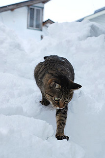 cat5943.jpg