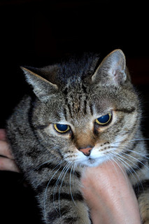 cat7680.jpg