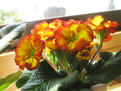 flower2330.jpg