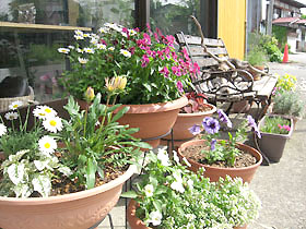 flower2839.jpg