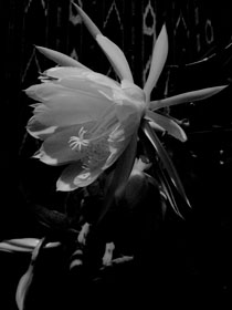 flower2879_1.jpg