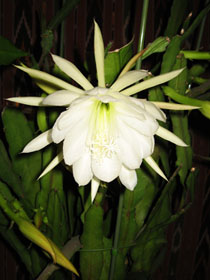 flower2882.jpg