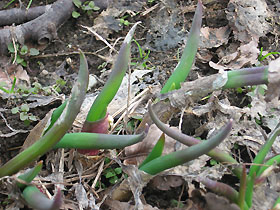 garden2415.jpg