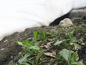 garden2430.jpg