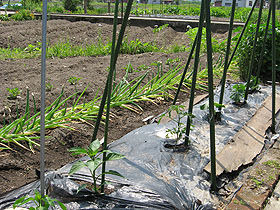 garden2865.jpg