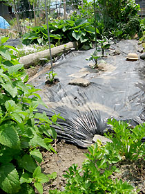 garden2868.jpg