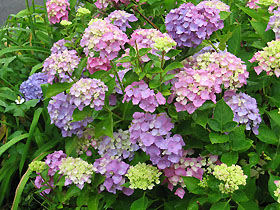 garden3099.jpg