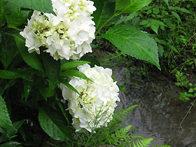 garden3102.jpg