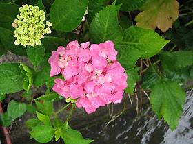 garden3104.jpg