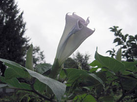 garden3438.jpg