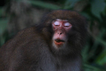 monkey2693.jpg