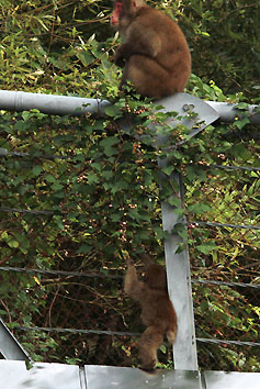 monkey2698.jpg