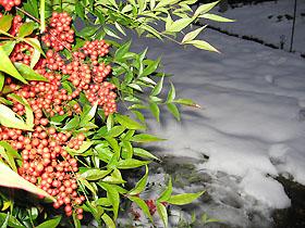 snow1763.jpg